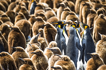 Colony Of King Penguins (Aptenodytes Patagonicus) And Juveniles, Antarctica