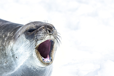 Southern Elephant Seal (Mirounga Leonina) With It's Mouth Open, Neko Harbour, Antarctic Peninsula, Antarctica