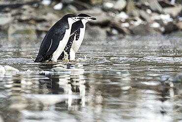 Chinstrap Penguins (Pygoscelis Antarctica), Elephant Island, South Shetland Islands, Antarctica