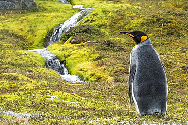 King Penguin (Aptenodytes Patagonicus) Standing Alone On The Tundra With A Cascading Stream, Grytviken, South Georgia, South Georgia And The South Sandwich Islands, United Kingdom