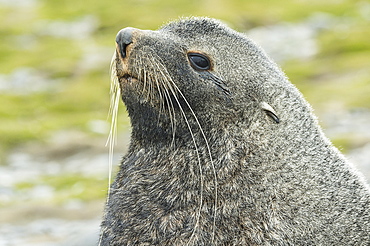 Close Up Of An Antarctic Fur Seal (Arctocephalus Gazella), Salisbury Plain, South Georgia, South Georgia And The South Sandwich Islands, United Kingdom