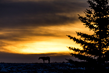 Silhouette Of A Horse Standing On The Prairies At Sunrise, Near Longview, Alberta, Canada