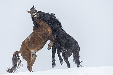 Wild Horses (Equus Ferus Caballus) Fighting, Turner Valley, Alberta, Canada