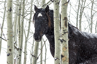 Wild Horse In A Snowstorm, Turner Valley, Alberta, Canada