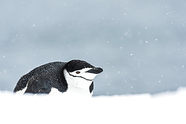 Chinstrap Penguin (Pygoscelis Antarctica) On Belly, Half Moon Island, South Shetland Islands, Antarctica