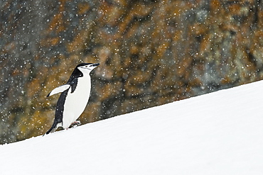 Chinstrap Penguin (Pygoscelis Antarctica) Walking Uphill, Half Moon Island, South Shetland Islands, Antarctica