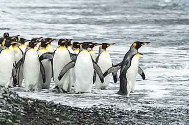 King Penguins (Aptenodytes Patagonicus)In Fortuna Bay, South Georgia, South Georgia And The South Sandwich Islands, United Kingdom