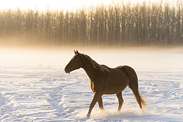 A Horse Walking Across A Snow Covered Field In Fog At Sunrise, Cremona, Alberta, Canada