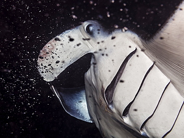 A Coastal Manta Ray (Manta Alfredi) Swiming Though A Scuba Diver's Bubbles That Was Photographed While Scuba Diving The Kona Coast At Night, Kona, Island Of Hawaii, Hawaii, United States Of America