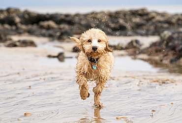 A Wet Cockapoo Runs Through The Water On A Beach, South Shields, Tyne And Wear, England