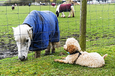 A Cockapoo Sits On The Grass On The Other Side Of A Fence Watching A Shetland Pony (Equus Ferus Caballus), South Shields, Tyne And Wear, England