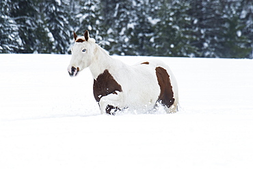 A White And Brown Horse Walking In The Deep Snow On A Ranch In Winter, Montana, United States Of America