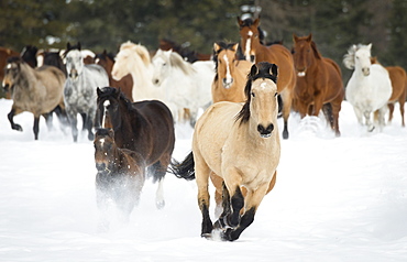 Horses Running On A Ranch In Winter, Montana, United States Of America