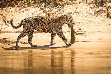 Jaguar (Panthera Onca) Carries Fresh Kill In His Mouth, Pantanal Conservation Area, Brazil