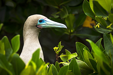 Red-Footed Booby (Sula Sula), Galapagos Islands, Ecuador