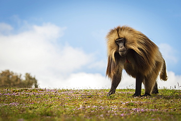 Gelada (Theropithecus Gelada), Semian Mountains, Ethiopia