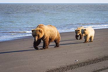 Alaskan Coastal Bears (Ursus Arctos) Clamming, Lake Clark National Park, Alaska, United States Of America