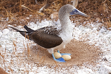 Blue-Footed Booby In Nest With Eggs, Galapagos