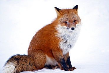 Red Fox (Vulpes Vulpes) Sitting On Snow On Arctic Tundra In Winter, Arctic Coastal Plain, North Slope, Northern Alaska, Alaska, United States Of America