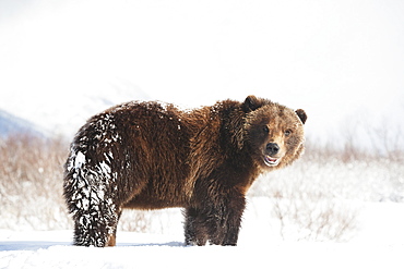 Captive Brown Bear (Ursus Arctos) Playing In The Snow At The Alaska Wildlife Conservation Center In Winter, Portage, Alaska, United States Of America