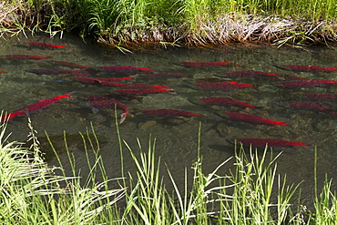 Red Sockeye Salmon (Oncorhynchus Nerka) Turning From Silver To Red After Entering Fresh Water To Spawn In A Small Stream Near Mile 33 Of The Seward Highway In Summertime, South-Central Alaska, Alaska, United States Of America