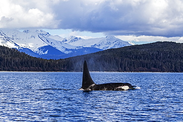 An Orca Whale, Or Killer Whale, (Orcinus Orca) Surface Near Juneau In Lynn Canal, Inside Passage, Alaska, United States Of America