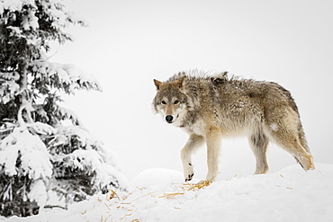 Captive: Adult Female Tundra Wolf In Winter, Alaska Wildlife Conservation Center, Southcentral Alaska