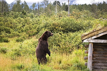 Male Brown Bear (Ursus Arctos) Looks For Other Bears In The Enclosure, Captive At The Alaska Wildlife Conservation Centre, Portage, Alaska, United States Of America