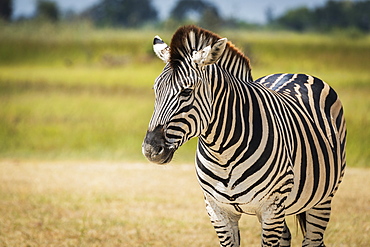 Close Up Of Burchell's Zebra (Equus Quagga Burchellii) On Grassy Plain, Botswana