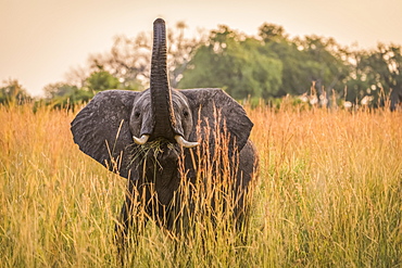 Baby Elephant (Loxodonta Africana) Eating Grass With Trunk Raised, Botswana