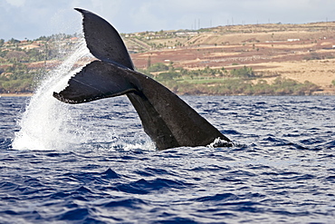 A Whale's Tail Splashing Above The Surface Of The Water And The Coastline Of A Hawaiian Island In The Background, Hawaii, United States Of America