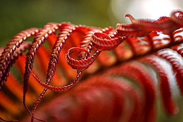 Close Up Of A Crimson Amau Fern, Hawaii, United States Of America