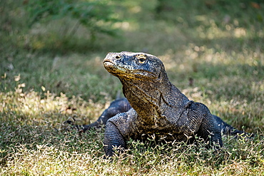 The Prehistoric Like Lizard Called The Komodo Dragon (Varanus Komodoensis), Komodo, Klores, Indonesia