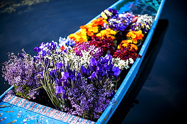 Flowers In The Bow Of A Shikara, A Kashmiri Canoe, Being Sold By A Flower Vender Or Hawker Who Paddles From Boat To Boat To Sell To Tourist And House Boat Owner, Srinagar, Kashmir, India