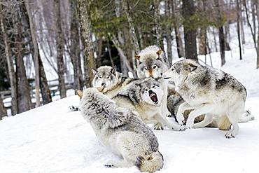 Grey Wolves (Canis Lupus) Demonstrating Hierarchy, Montebello, Quebec, Canada