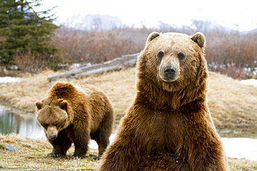 Captive: Close Up Of Two Brown Bears, Alaska Wildlife Conservation Center, Southcentral Alaska, Winter