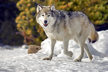 Captive Gray Wolf