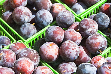 Green plastic baskets of freshly picked prunes are filling the image, Waupoose, Ontario, Canada