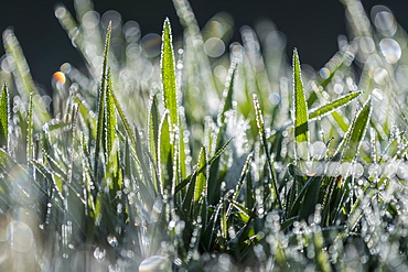 Dew reflects light in the lawn, Astoria, Oregon, United States of America