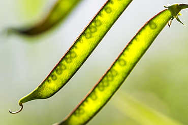 Sunlight shines through pea pods, Astoria, Oregon, United States of America