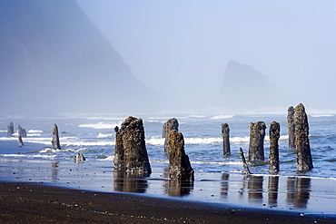 An old flooded forest is found on the Oregon Coast, Astoria, Oregon, United States of America