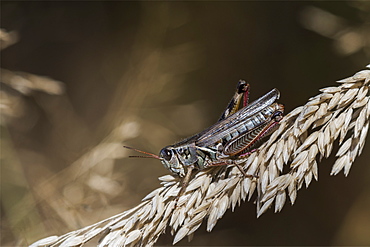 A Short-horned Grasshopper hops onto the grass, Astoria, Oregon, United States of America