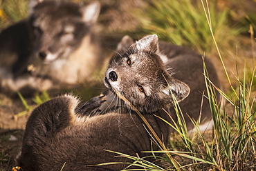 Arctic fox (vulpes lagopus), summer phase, captive, Yukon Territory, Canada