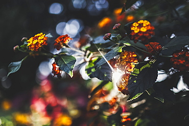 Small clusters of delicate orange and yellow flowers on a plant in a garden, Vancouver, British Columbia, Canada