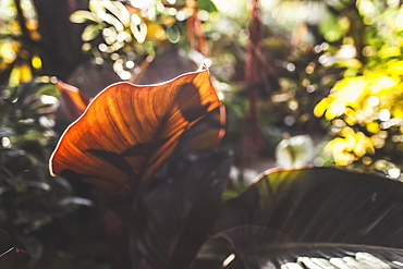 Broad leaf of a plant backlit by sunlight in a garden, Vancouver, British Columbia, Canada