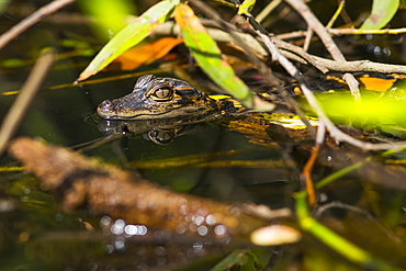 A wild American Alligator (Alligator mississippiensis) hatchling keeps a lookout in the Sebastian River, Alaska, United States of America