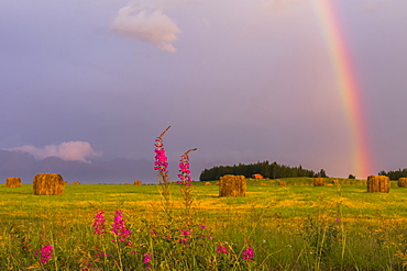 A rainbow appears in the sky over a field of freshly rolled hay bales with fireweed in the foreground, Delta Junction, Alaska, United States of America