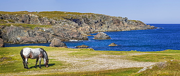 Atlantic ocean shores with a wild horse grazing, Newfoundland, Canada