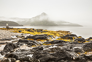 Seaweed and tide pools on the rocky shore along the Atlantic ocean coastline on a foggy day, Newfoundland, Canada