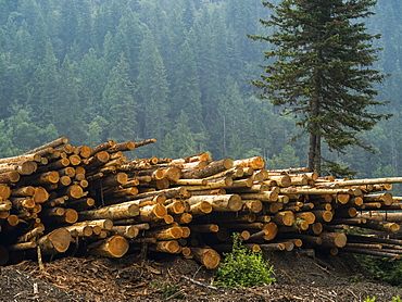 A pile of cut logs and a forest on a mountainside in the background, Riondel, British Columbia, Canada